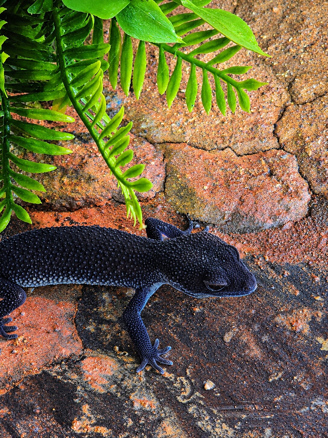 Dark gecko resting beneath dewy ferns